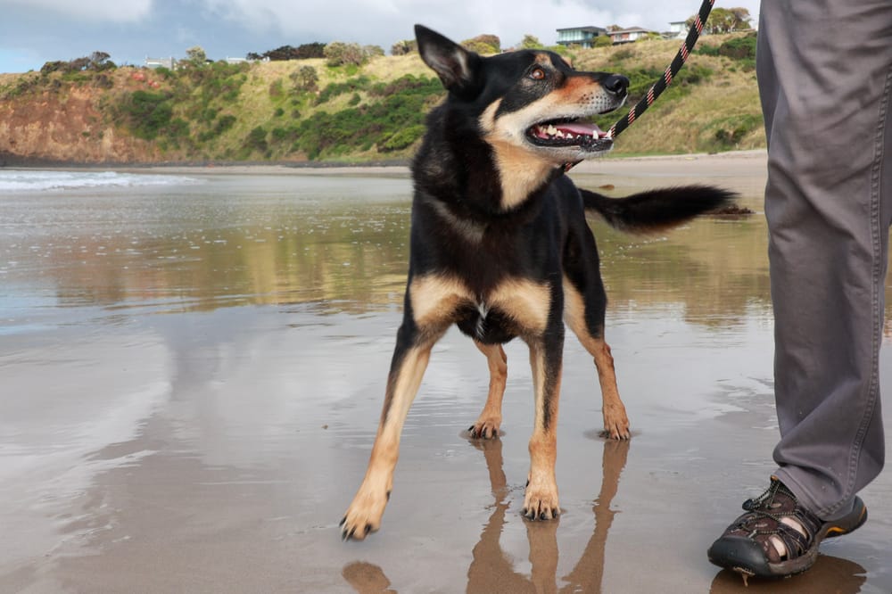 More rangers, more hours, so dog owners "do the right thing" post image