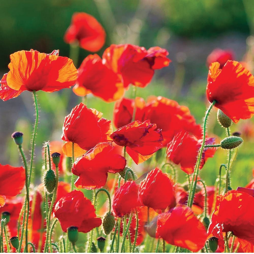 Cowes Remembrance Day Service post image