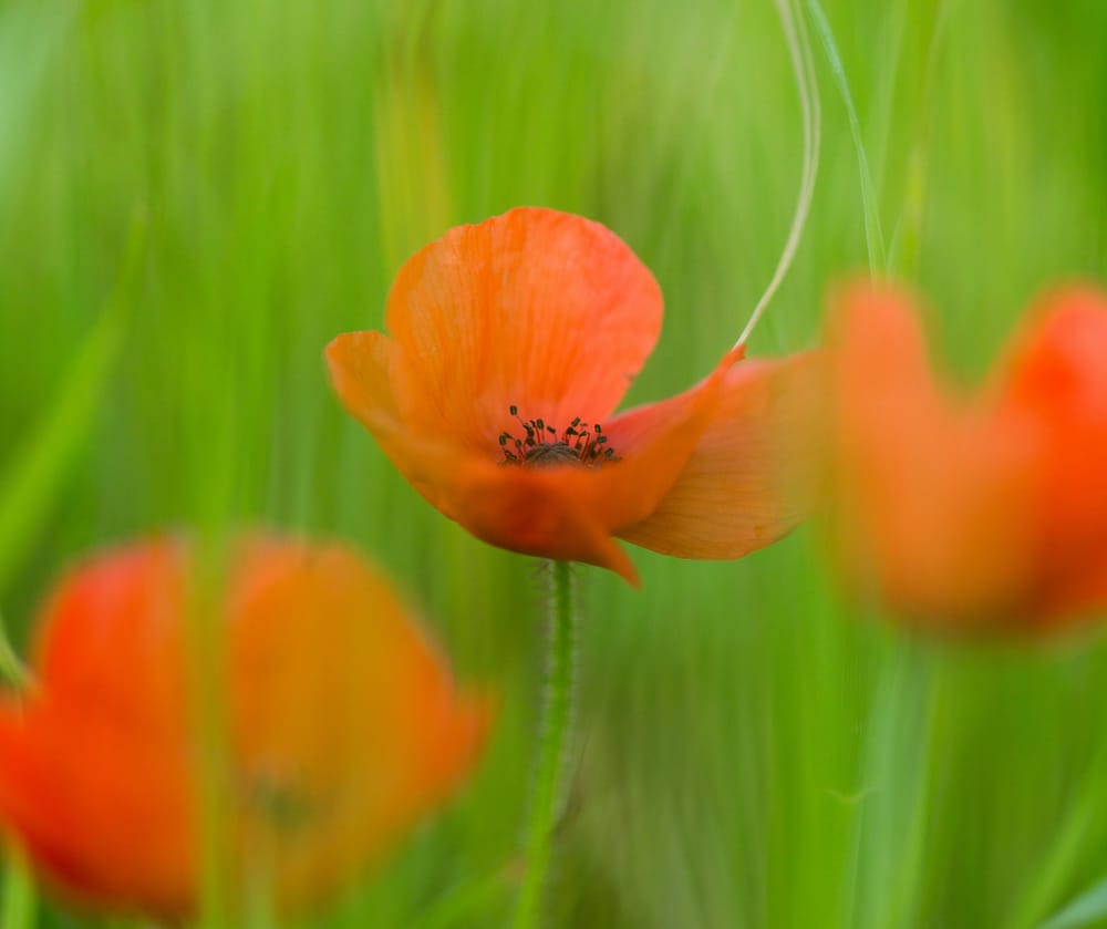 ANZAC Day Bass post image