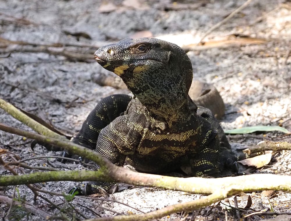 Vote for the Woodlands post image