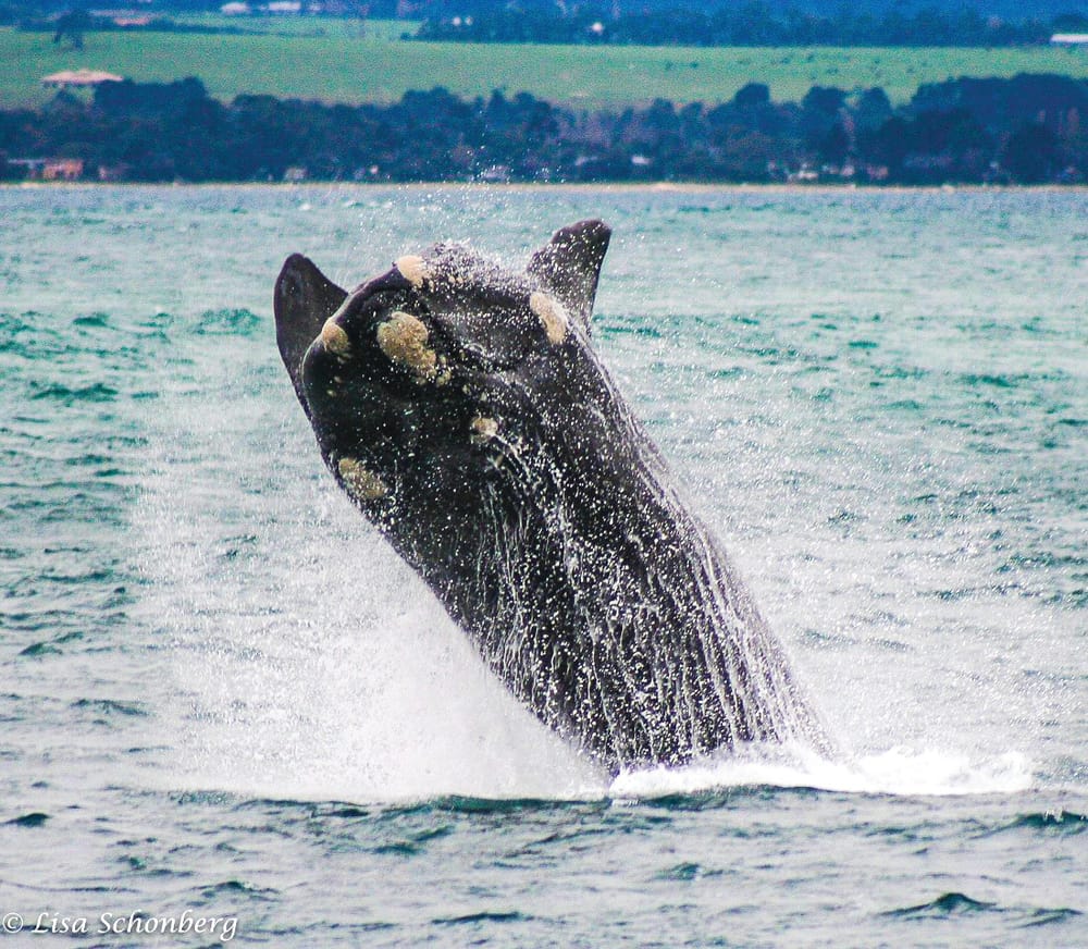 Island Whale Month post image