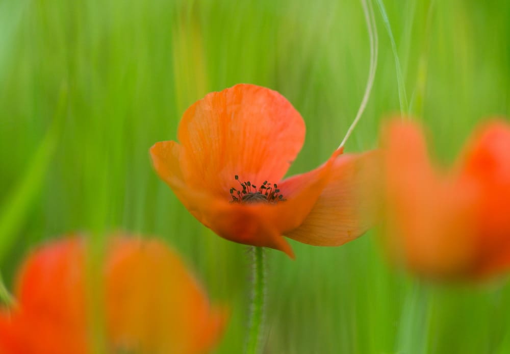 ANZAC Day San Remo post image