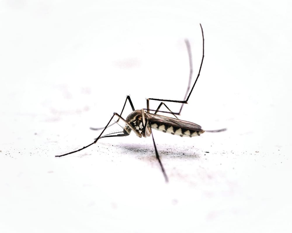 Mosquitoes are out, so cover up post image