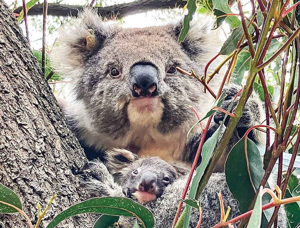 Calls for koalas to be reintroduced to Phillip Island post image