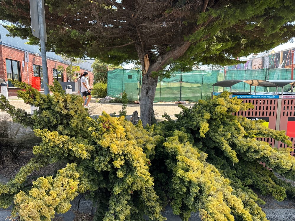 Another Golden Cypress damaged in Cowes post image