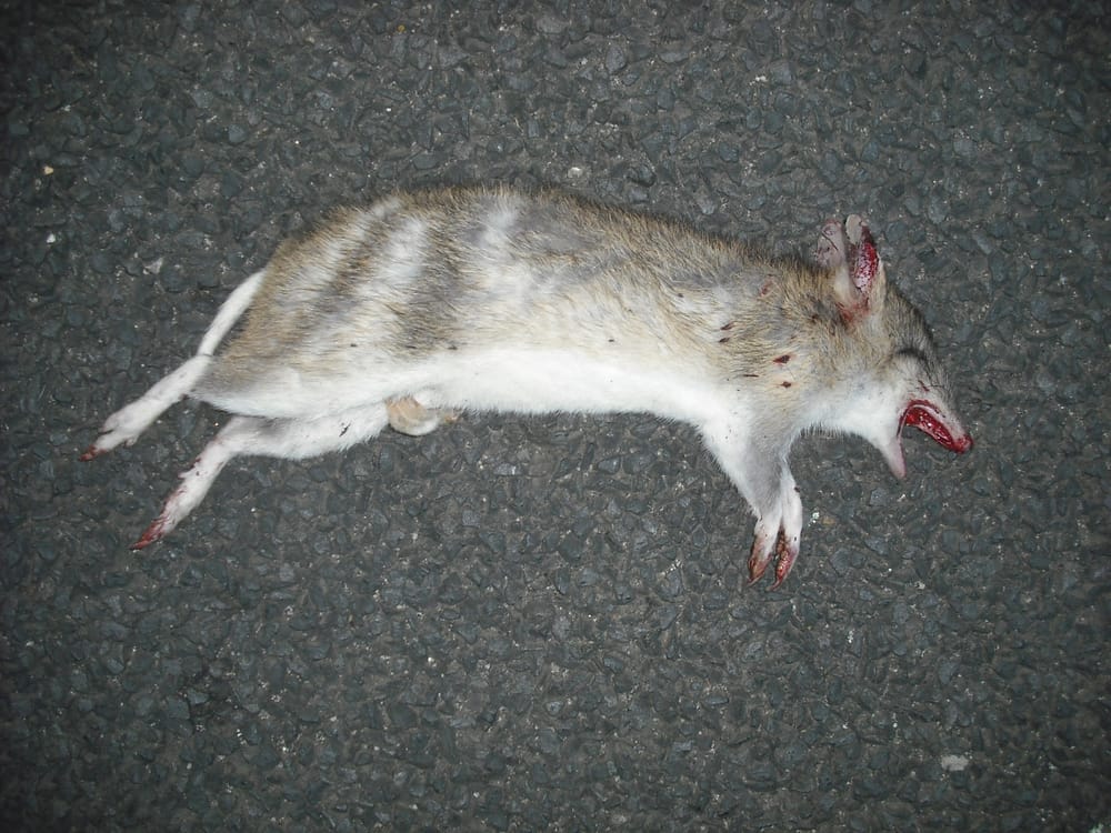 Endangered bandicoots roadkill tally surges post image