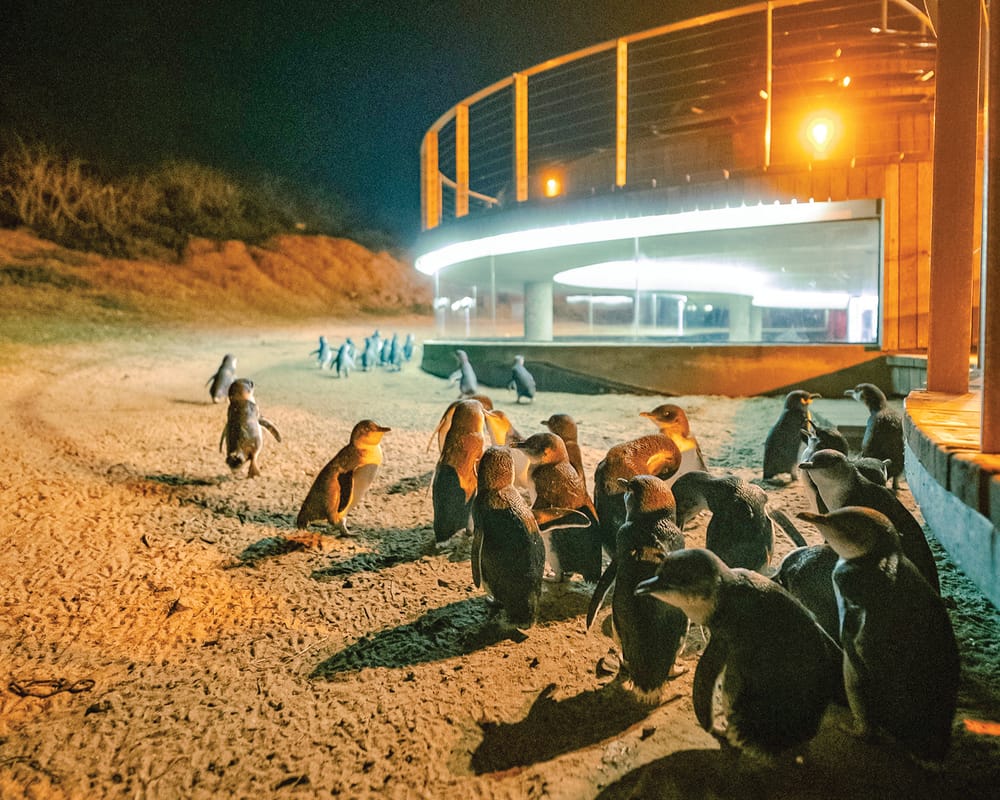 Phillip Island avoids tourism mega-merger post image