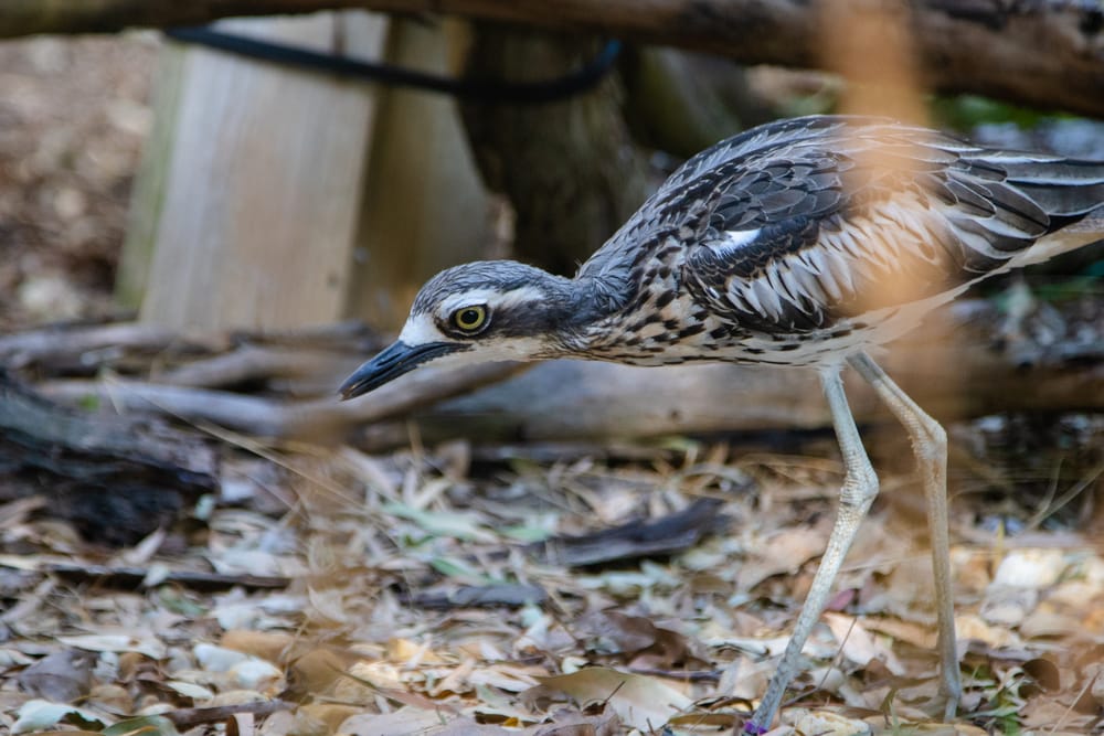 How to help the curlew post image