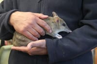 Wildlife: Nature Parks' snapshot on conservation post image