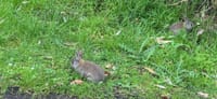 Island's rabbit influx due to viral immunity post image