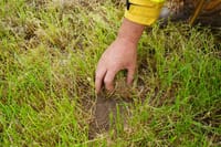 CFA calls for community volunteers to monitor grasslands post image