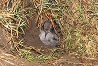 Community encouraged to protect nesting birds this summer post image