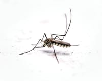 Mosquitoes are out, so cover up post image