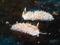 Slug it out at San Remo post image