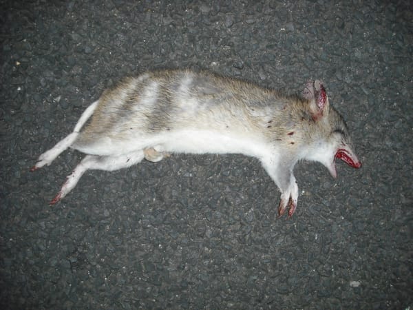 Endangered bandicoots roadkill tally surges post image