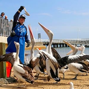 Pelican Feeding 12pm Daily post image