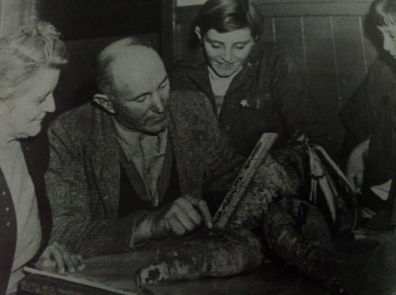 Chicory growing at Ventnor post image