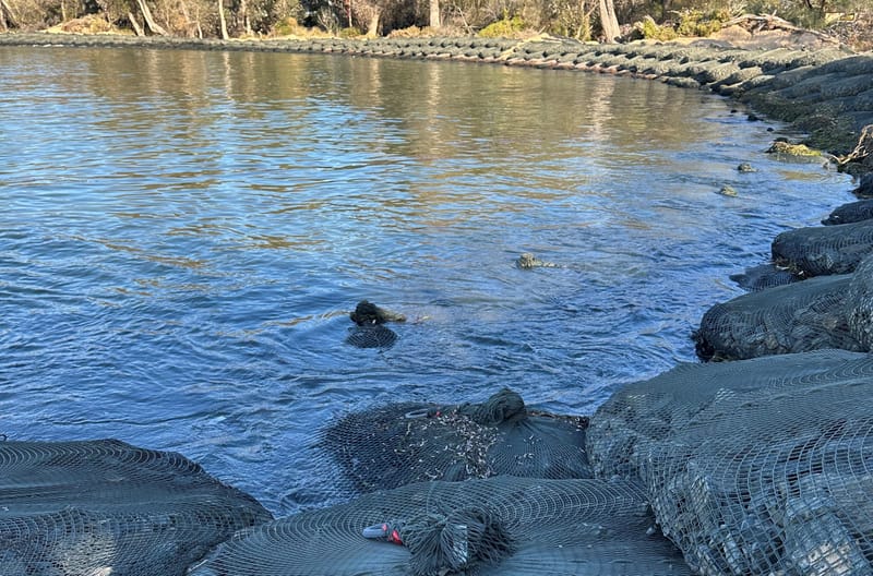 Government releases new report on Silverleaves post image