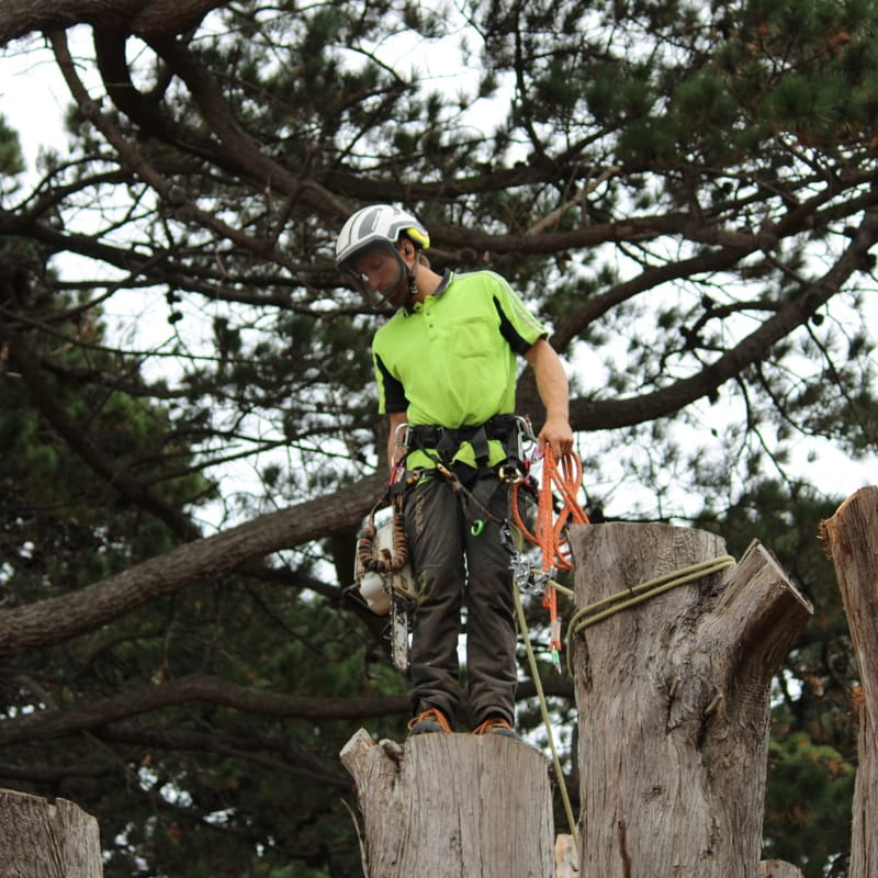 Driftwood Arborist post image
