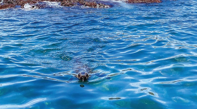 Snippets from The Island - Sounds like trouble post image