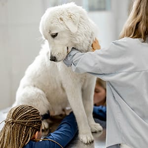 Doggy Day Care post image