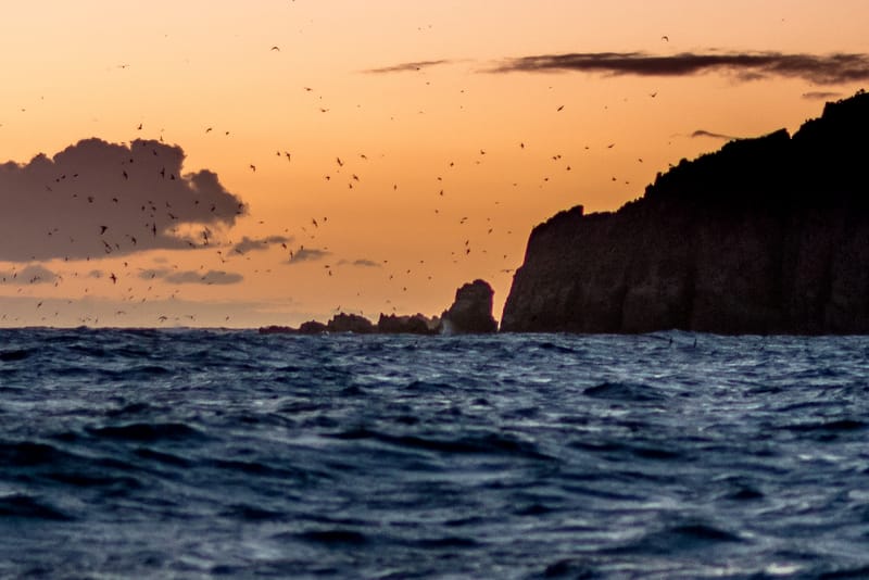 Report all sick or dead bird sightings post image