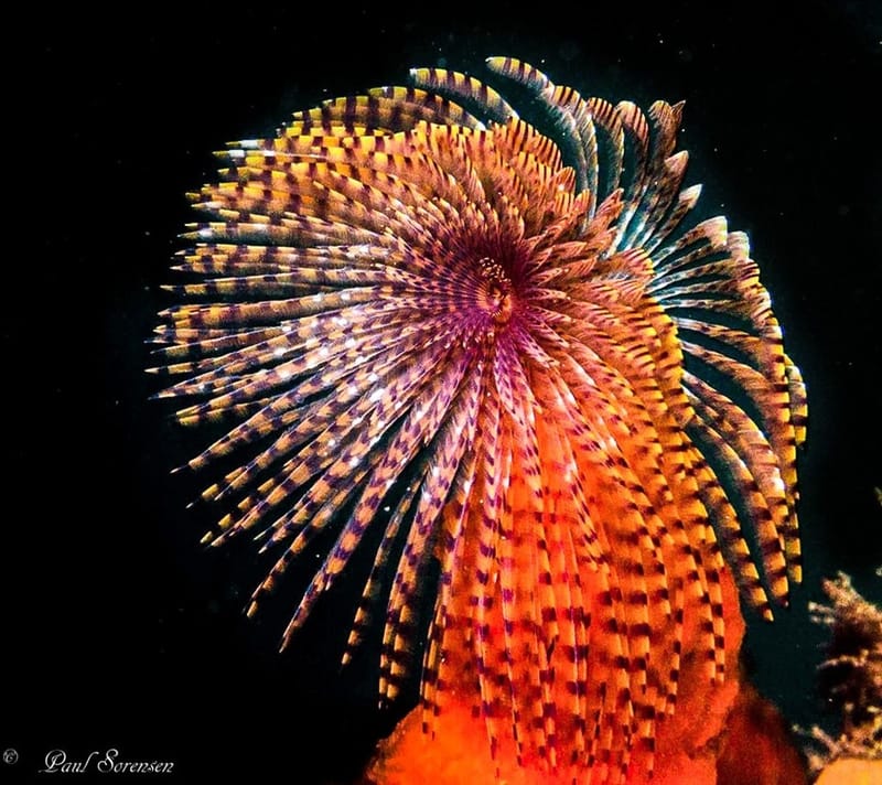 A Marine Mili series: The oceans filter feeders post image