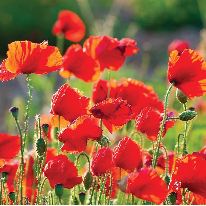 Cowes Remembrance Day Service post image