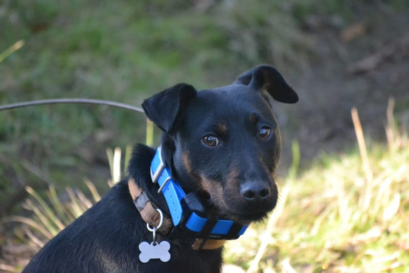 Island again fox free after May sightings post image