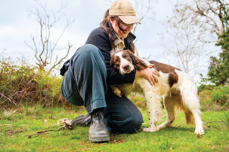 Conservation dogs expanded to keep island fox-free post image