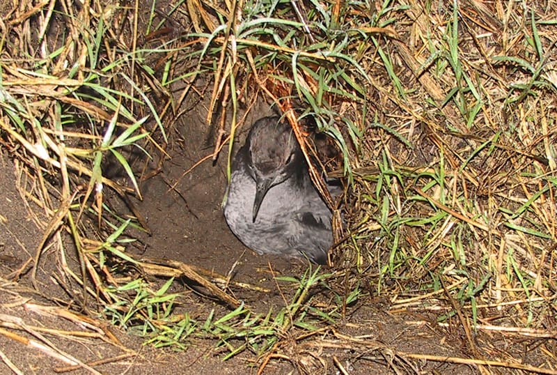 Community encouraged to protect nesting birds this summer post image