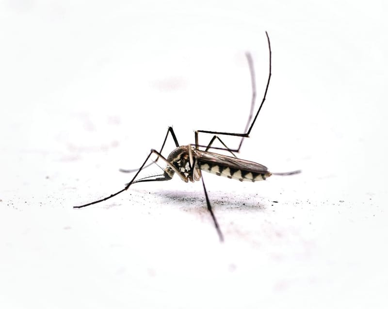 Mosquitoes are out, so cover up post image