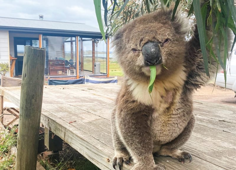 Hungry French Island koalas to be euthanised post image