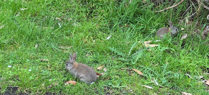Island rabbit population an “unfolding catastrophe” post image
