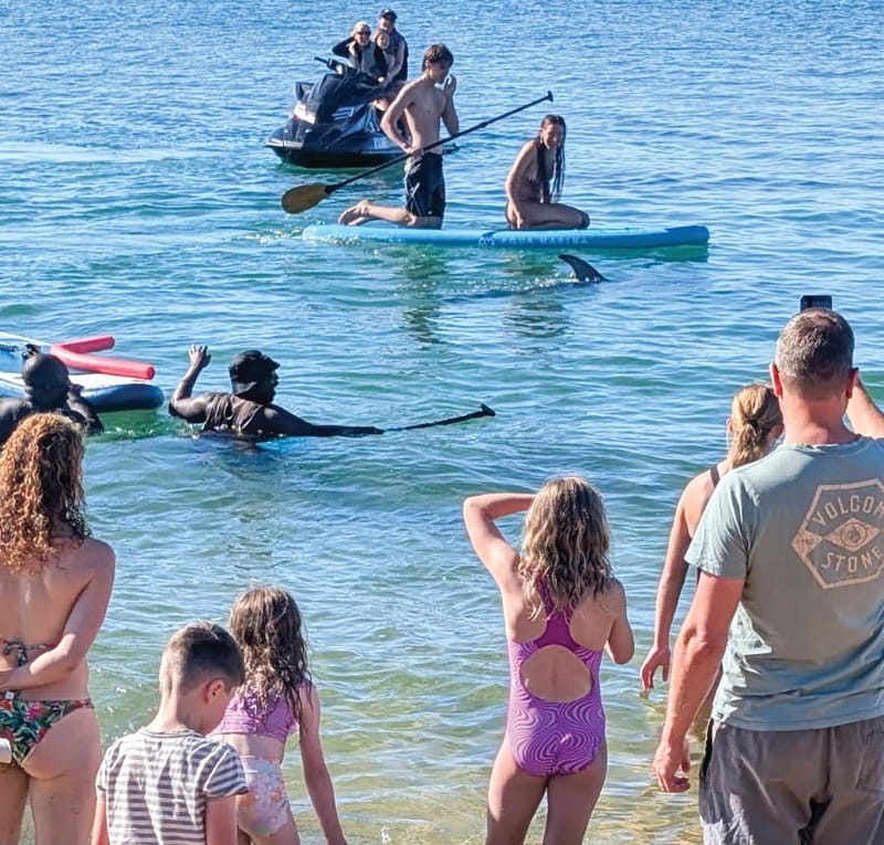 Keep your distance from dolphins post image