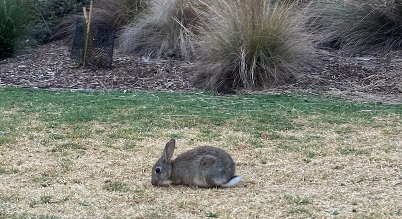 Bunny blight post image