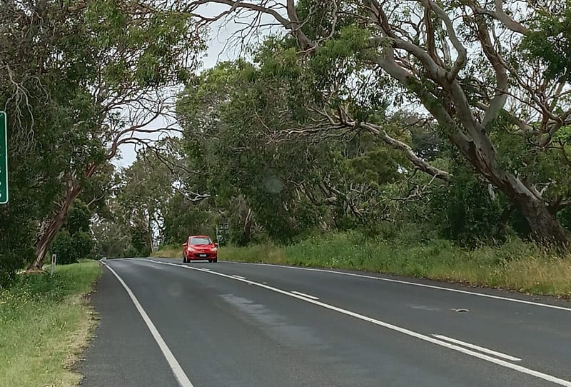 Trees a hazard on Phillip Island Road post image